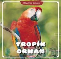 Tropik Orman - Hayvanlar Dünyası
