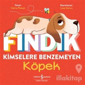 Fındık Kimselere Benzemeyen Köpek