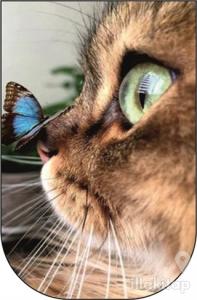 Kedi ve Kelebek - 10'lu Ayraç