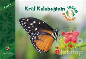 Kral Kelebeğinin Yaşam Döngüsü