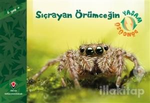 Sıçrayan Örümceğin Yaşam Döngüsü