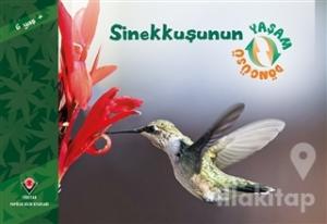 Sinekkuşunun Yaşam Döngüsü