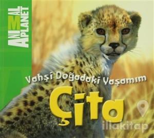 Vahşi Doğadaki Yaşamım: Çita