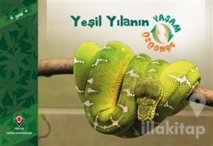 Yeşil Yılanın Yaşam Döngüsü