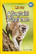 Ağaçtaki Maymun
