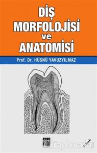 Diş Morfolojisi ve Anatomisi