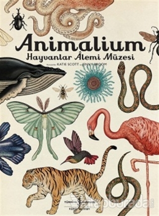 Animalium - Hayvanlar Alemi Müzesi (Ciltli) Katie Scott