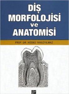 Diş Morfolojisi ve Anatomisi