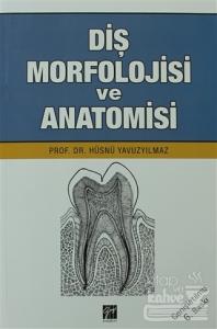 Diş Morfolojisi ve Anatomisi