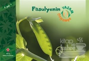 Fasulyenin Yaşam Döngüsü