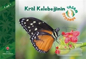 Kral Kelebeğinin Yaşam Döngüsü