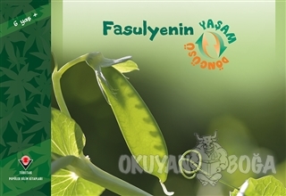 Fasulyenin Yaşam Döngüsü
