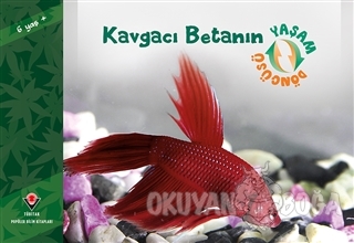 Kavgacı Betanın Yaşam Döngüsü