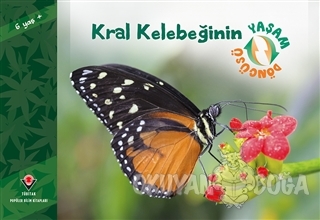 Kral Kelebeğinin Yaşam Döngüsü