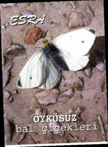 Öyküsüz Bal Çiçekleri