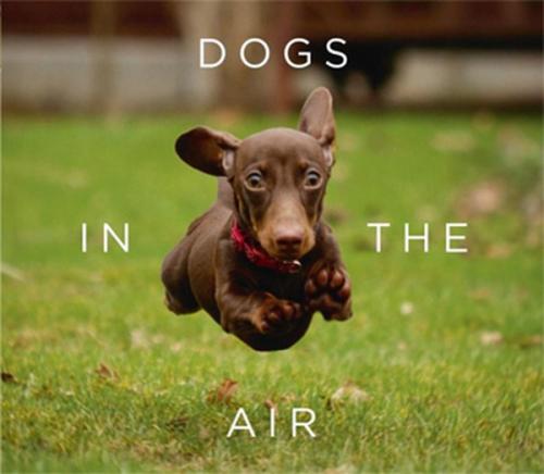 Dogs In the Air Jack Bradley