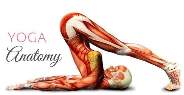 Genel İnsan Anatomisi ve Fizyoloji Dersleri